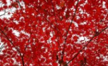 風(fēng)吹，楓動(dòng)，心飛